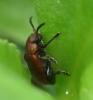 Emarhopa rufa